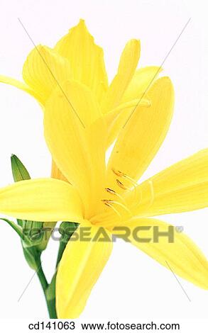 Day-lilies (Hemerocallis fulva) View Large Photo Image Stock Image - Day-lilies (Hemerocallis fulva). Fotosearch