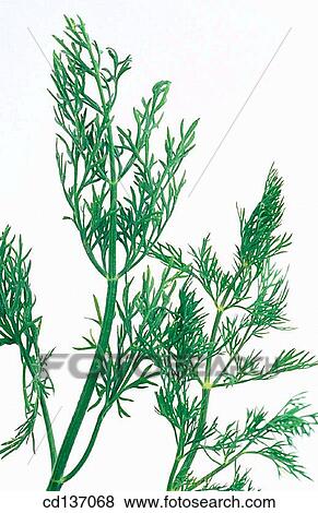 Dill (Anethum graveolens) View Large Photo Image Stock Photo - Dill (Anethum graveolens). Fotosearch