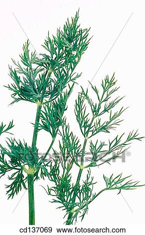 Dill (Anethum graveolens) View Large Photo Image Stock Photo - Dill (Anethum graveolens). Fotosearch