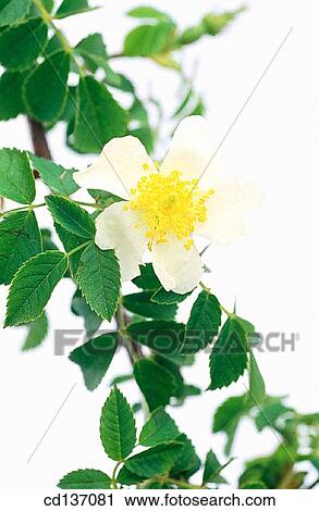 Stock Image - Dog-Rose (Rosa canina). Fotosearch