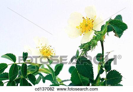 Stock Image - Dog-Rose (Rosa canina). Fotosearch