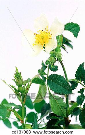 Stock Image - Dog-Rose (Rosa canina). Fotosearch