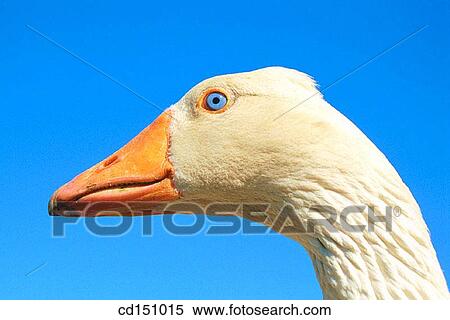 Domestic goose View Large Photo Image Stock Photography - Domestic goose. Fotosearch