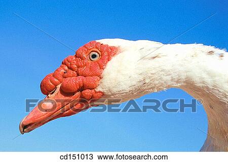 Duck View Large Photo Image Stock Image - Duck. Fotosearch