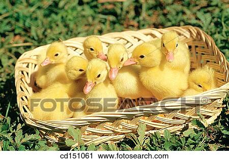 Ducklings View Large Photo Image Stock Image - Ducklings. Fotosearch