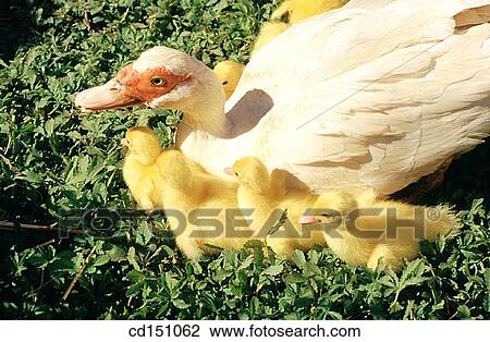 Ducklings View Large Photo Image Stock Image - Ducklings. Fotosearch