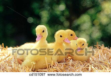 Ducklings View Large Photo Image Stock Photo - Ducklings. Fotosearch