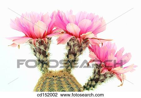 Echinocereus pectinatus View Large Photo Image Stock Image - Echinocereus pectinatus. Fotosearch