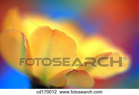 Echinocereus sp. View Large Photo Image Stock Image - Echinocereus sp.. Fotosearch