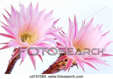 Echinopsis (Echinopsis sp. ) View Large Photo Image Stock Photography - Echinopsis (Echinopsis sp. ). Fotosearch