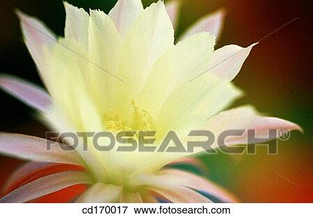 Echinopsis hybr. View Large Photo Image Stock Photo - Echinopsis hybr.. Fotosearch