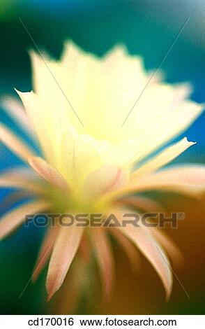 Stock Photograph - Echinopsis hybr.. Fotosearch