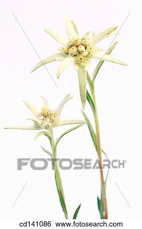 Stock Photograph - Edelweiss (Leontopodium alpinum). Fotosearch