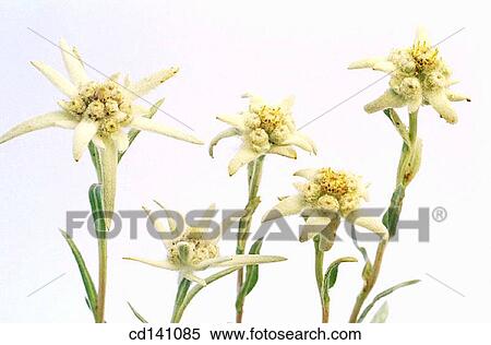 Edelweiss (Leontopodium alpinum) View Large Photo Image Stock Photography - Edelweiss (Leontopodium alpinum). Fotosearch