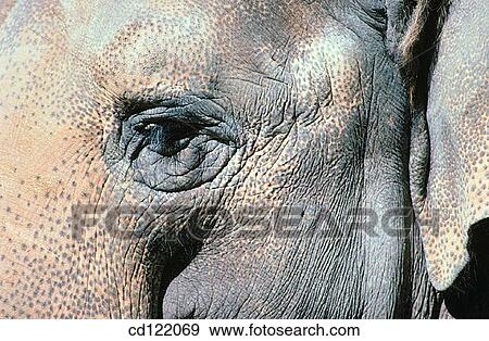 Elephant View Large Photo Image Stock Photo - Elephant. Fotosearch
