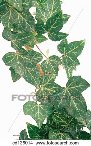 Picture - English Ivy (Hedera helix). Fotosearch