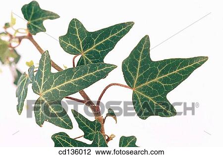 English Ivy (Hedera helix) View Large Photo Image Stock Image - English Ivy (Hedera helix). Fotosearch