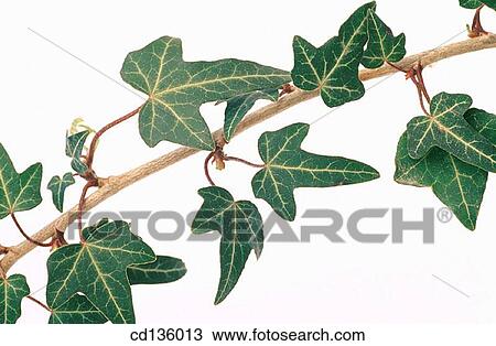 English Ivy (Hedera helix) View Large Photo Image Stock Image - English Ivy (Hedera helix). Fotosearch