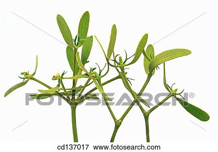 European Mistletoe (Viscum album) View Large Photo Image Stock Photo - European Mistletoe (Viscum album). Fotosearch