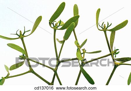 European Mistletoe (Viscum album) View Large Photo Image Stock Photograph - European Mistletoe (Viscum album). Fotosearch
