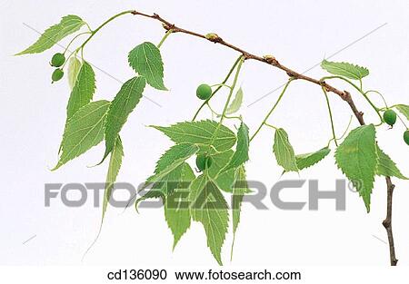 European Nettle Tree (Celtis australis) View Large Photo Image Stock Image - European Nettle Tree (Celtis australis). Fotosearch