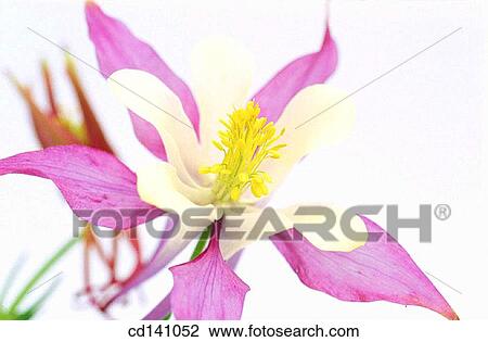 Fan Columbine (Aquilegia sp. ) View Large Photo Image Stock Image - Fan Columbine (Aquilegia sp. ). Fotosearch