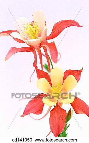 Fan Columbines (Aquilegia sp. ) View Large Photo Image Stock Image - Fan Columbines (Aquilegia sp. ). Fotosearch