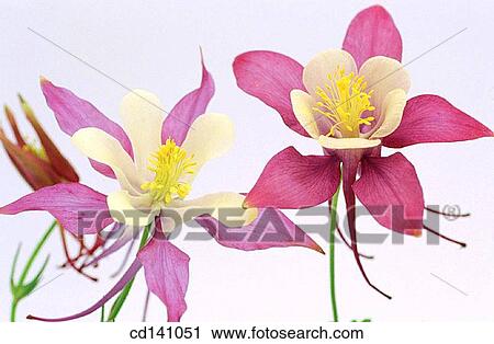 Fan Columbines (Aquilegia sp. ) View Large Photo Image Stock Image - Fan Columbines (Aquilegia sp. ). Fotosearch