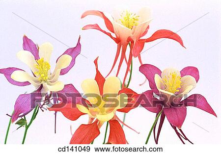Fan Columbines (Aquilegia sp. ) View Large Photo Image Stock Photo - Fan Columbines (Aquilegia sp. ). Fotosearch