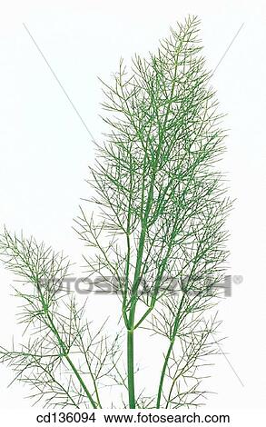 Fennel (Foeniculum vulgare) View Large Photo Image Picture - Fennel (Foeniculum vulgare). Fotosearch