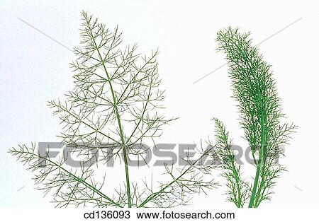 Fennel (Foeniculum vulgare) View Large Photo Image Stock Image - Fennel (Foeniculum vulgare). Fotosearch