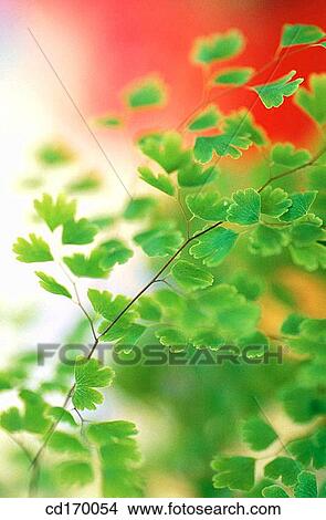 Fern (Adiantum capillus-veneris) View Large Photo Image Picture - Fern (Adiantum capillus-veneris). Fotosearch
