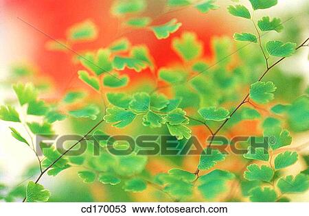 Fern (Adiantum capillus-veneris) View Large Photo Image Stock Image - Fern (Adiantum capillus-veneris). Fotosearch