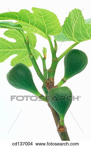 Fig (Ficus carica) View Large Photo Image Picture - Fig (Ficus carica). Fotosearch