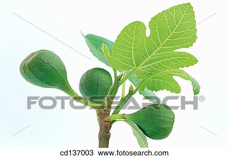 Fig (Ficus carica) View Large Photo Image Stock Image - Fig (Ficus carica). Fotosearch
