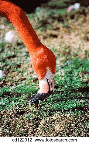 Flamingo. San Diego Zoo. California. USA View Large Photo Image Stock Image - Flamingo. San Diego Zoo. California. USA. Fotosearch