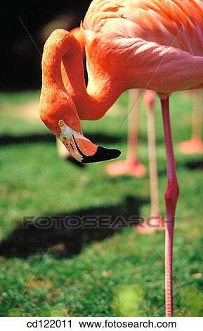 Flamingo View Large Photo Image Stock Image - Flamingo. Fotosearch