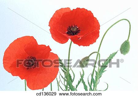 Flanders Poppies (Papaver rhoeas) View Large Photo Image Stock Photo - Flanders Poppies (Papaver rhoeas). Fotosearch