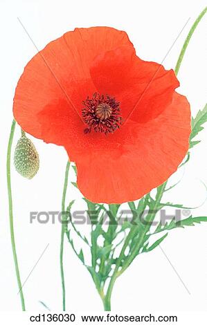 Flanders Poppy (Papaver rhoeas) View Large Photo Image Stock Image - Flanders Poppy (Papaver rhoeas). Fotosearch