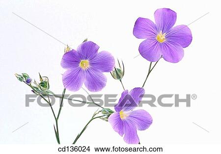 Picture - Flax flowers (Linum usitatissimum). Fotosearch