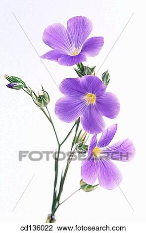 Flax flowers (Linum usitatissimum) View Large Photo Image Stock Image - Flax flowers (Linum usitatissimum). Fotosearch
