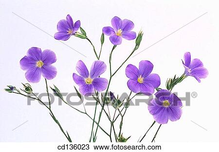 Flax flowers (Linum usitatissimum) View Large Photo Image Stock Image - Flax flowers (Linum usitatissimum). Fotosearch