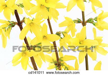 Forsythia (Forsythia sp. ) View Large Photo Image Stock Image - Forsythia (Forsythia sp. ). Fotosearch