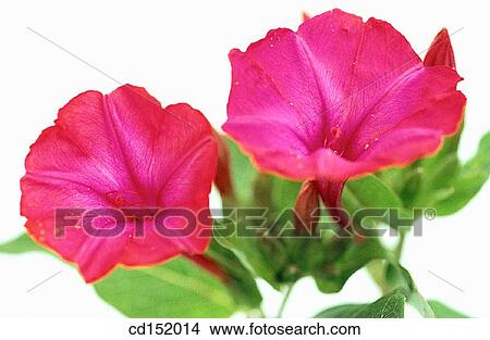 Four-o? clock, Mirabilis jalapa View Large Photo Image Picture - Four-o? clock, Mirabilis jalapa. Fotosearch