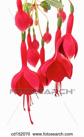 Fuchsia hybr. View Large Photo Image Stock Image - Fuchsia hybr.. Fotosearch