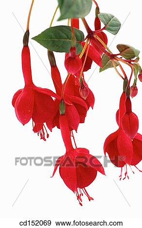 Fuchsia hybr. View Large Photo Image Stock Photo - Fuchsia hybr.. Fotosearch