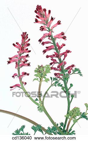 Fumitory (Fumaria officinalis) View Large Photo Image Stock Image - Fumitory (Fumaria officinalis). Fotosearch