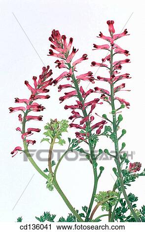 Fumitory (Fumaria officinalis) View Large Photo Image Stock Image - Fumitory (Fumaria officinalis). Fotosearch