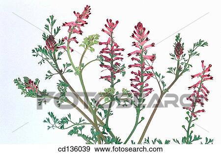 Stock Photo - Fumitory (Fumaria officinalis). Fotosearch