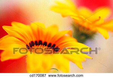 Gazania hybr. View Large Photo Image Stock Photo - Gazania hybr.. Fotosearch